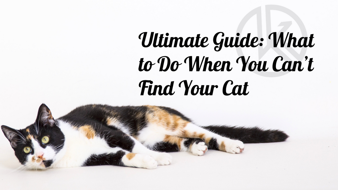 Ultimate Guide: What to Do When You Can’t Find Your Cat