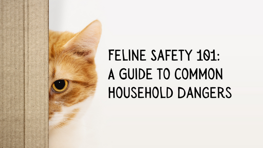 Feline Safety 101: A Guide to Common Household Dangers